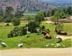The park essentially began as a breeding program t The park essentially began as a breeding program to supply the zoo but later developed into a Safari park in the year 1972. It is run by the Zoologica